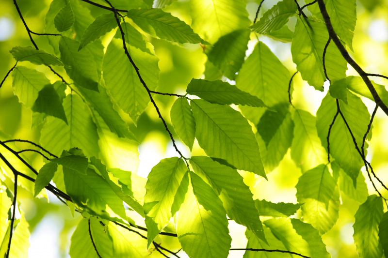 1736709-green-spring-leaves